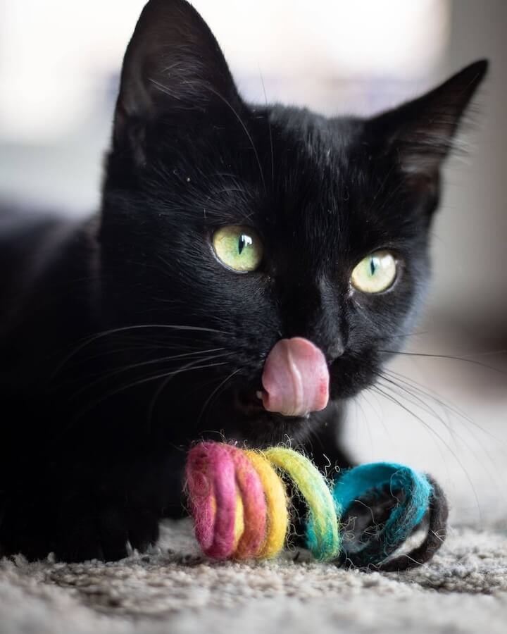 Black cat playing with a rainbow wool spring toy.