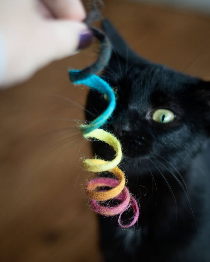 Black cat playing with a rainbow wool spring toy.