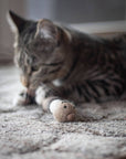 Cat playing with wool caterpillar toy.