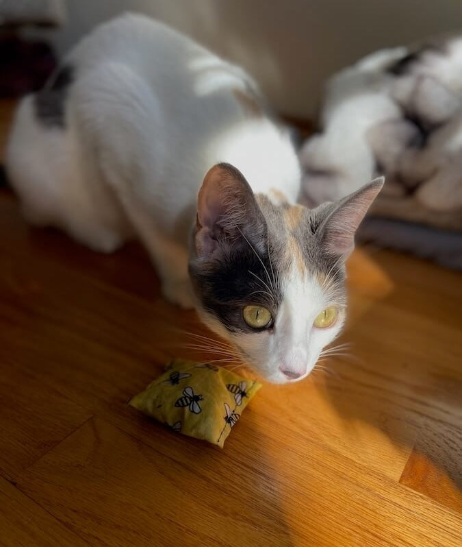 Kittles Catnip Cat Toy
