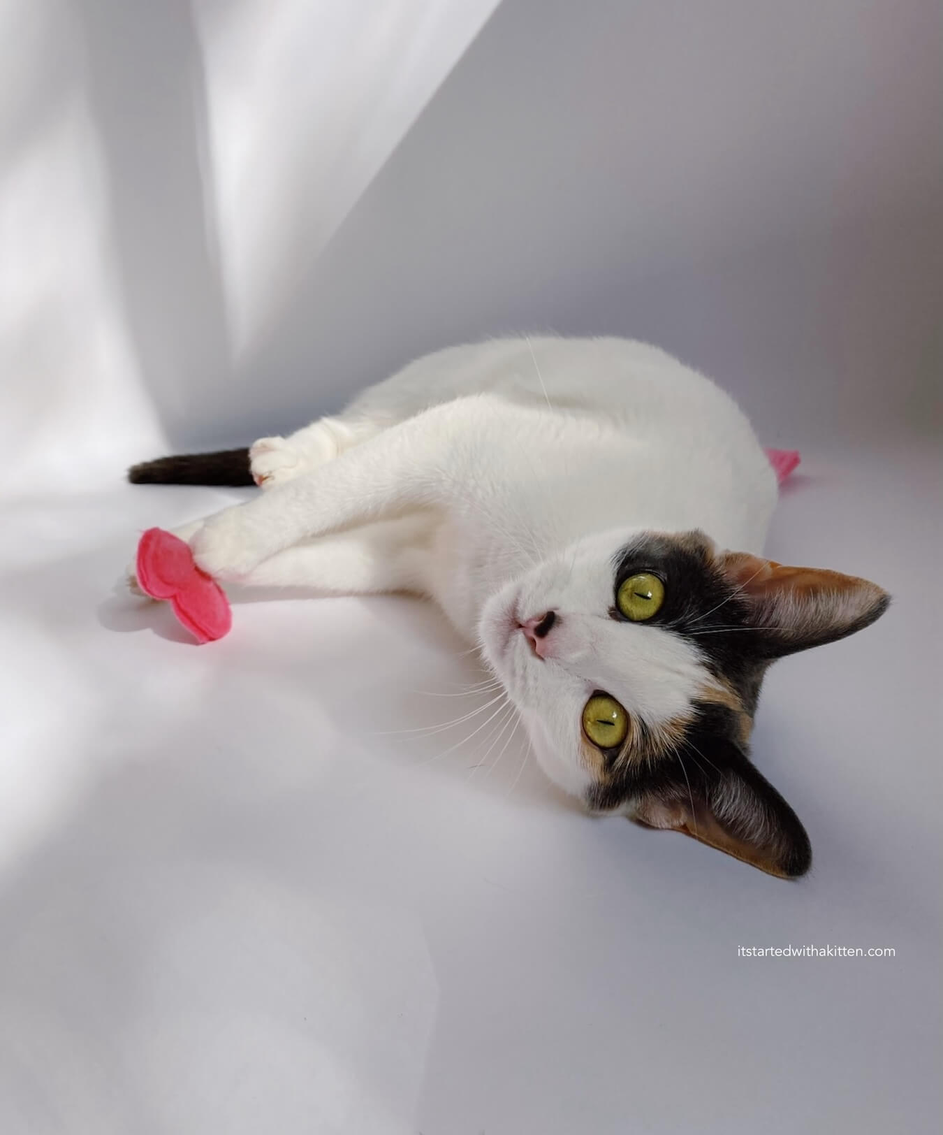Cat holding felted catnip heart cat toy.