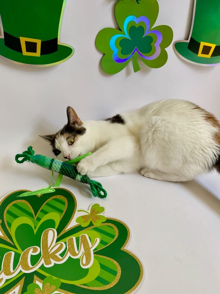 Cats playing with plaid kicker catnip toy with St. Patrick's Day decorations in the background.