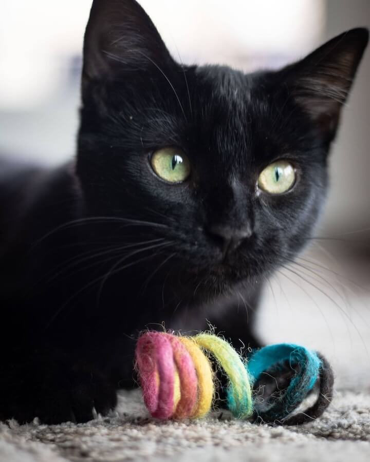 Black cat playing with a rainbow wool spring toy.