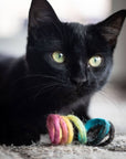 Black cat playing with a rainbow wool spring toy.