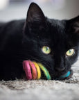 Black cat playing with a rainbow wool spring toy.