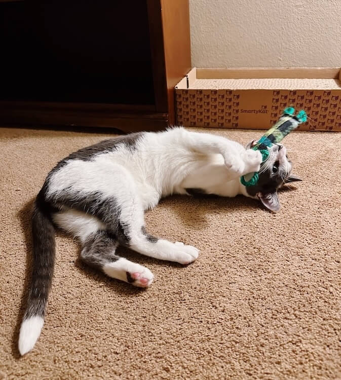 Cat playing with plaid kicker catnip toy.