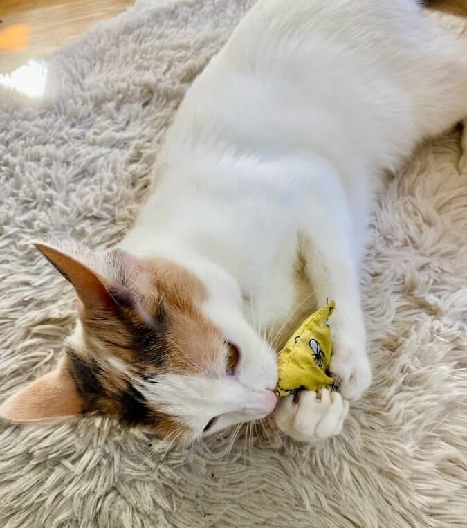 Kittles Catnip Cat Toy