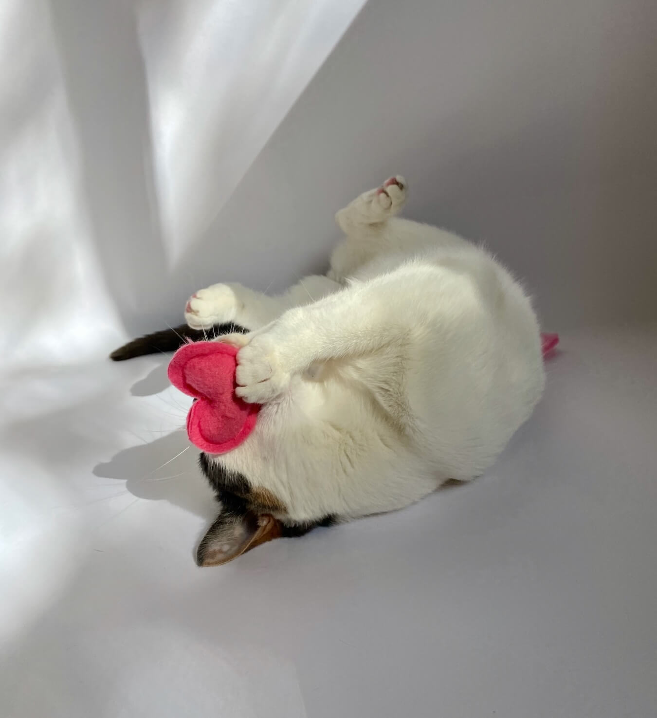 Cat playing with felted catnip heart cat toy.