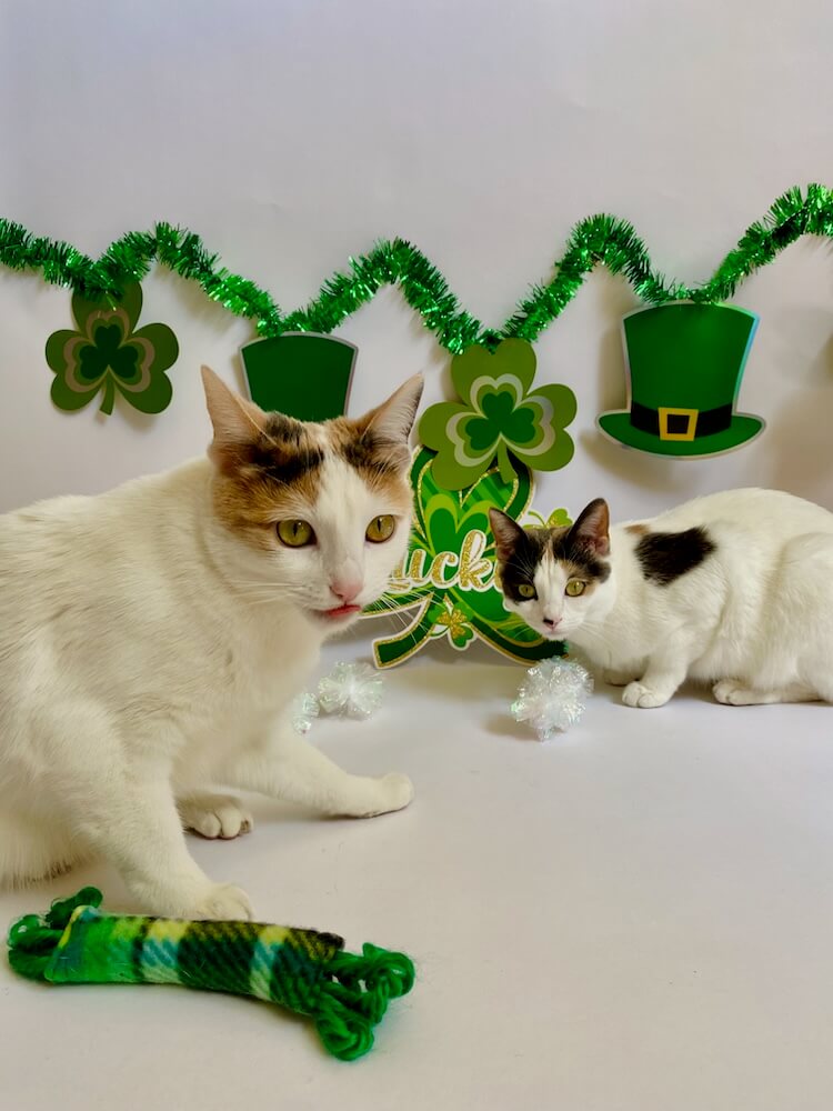 Cats playing with plaid kicker catnip toy with St. Patrick's Day decorations in the background.