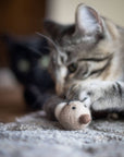 Cat playing with wool caterpillar toy.