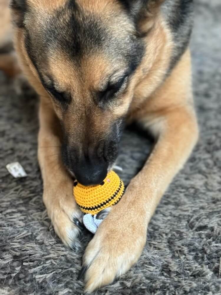 German Shepherd dog playing with knitted bee squeaker toy.