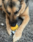 German Shepherd dog playing with knitted bee squeaker toy.