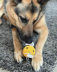 German Shepherd dog playing with knitted bee squeaker toy.