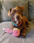 Dog posing with pink cupcake and strawberry milkshake knitted toys.