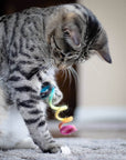Gray cat playing with a rainbow wool spring toy.