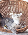 Cat sitting in a basket with a wool bee toy.