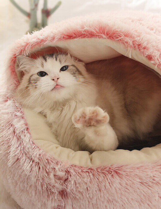 Cat reaching out its paw toward the camera in a pink plush nesting cave bed (short plush version).