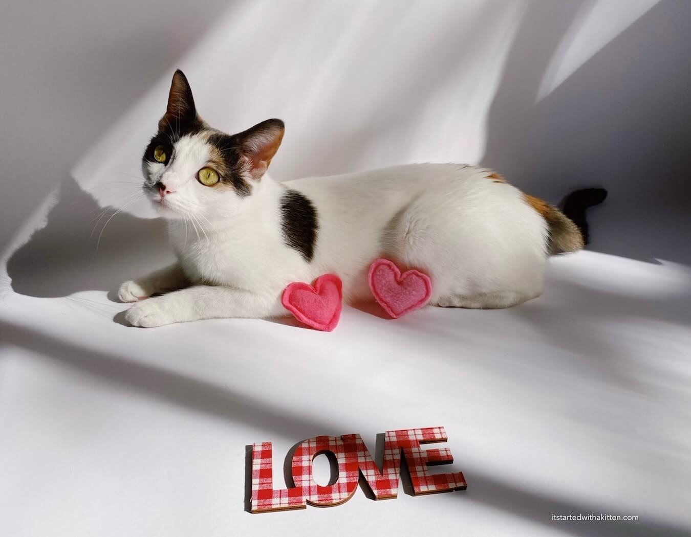 Cat posing with two felted catnip heart cat toys.
