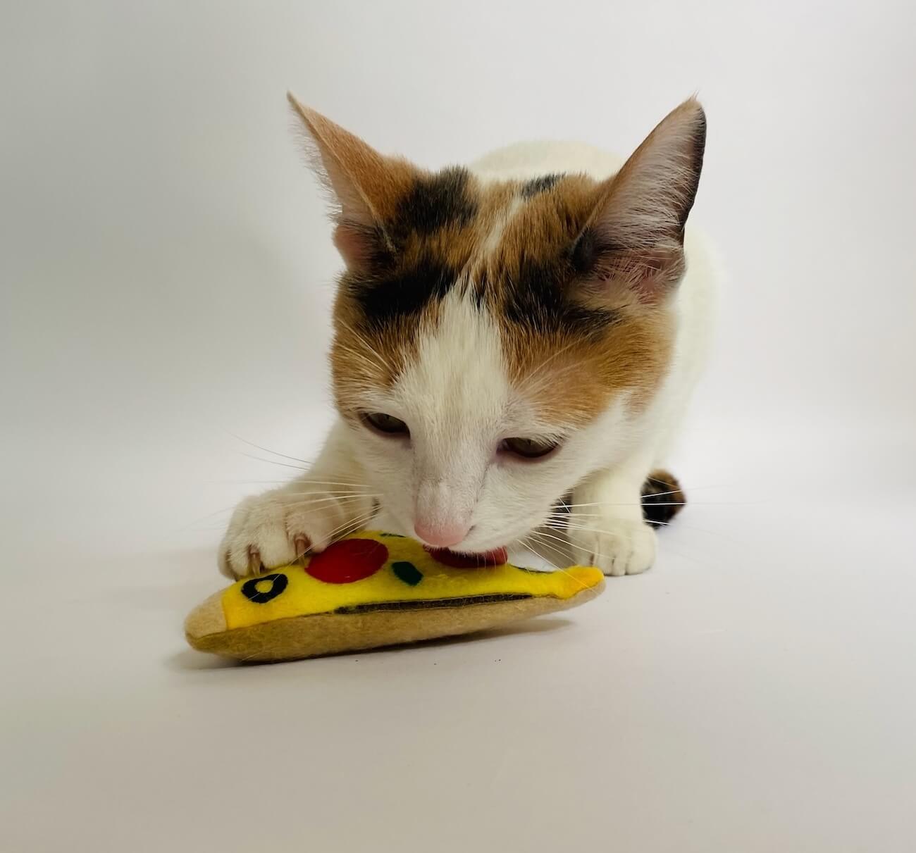 Cat playing with refillable pizza catnip toy.