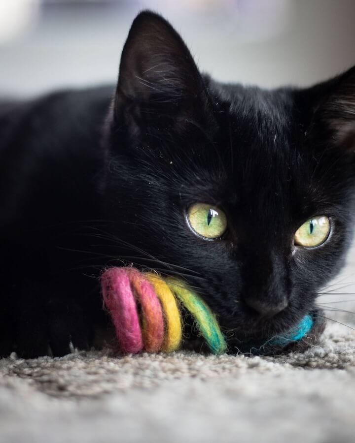 Black cat playing with a rainbow wool spring toy.