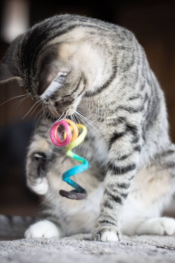 Gray cat playing with a rainbow wool spring toy.