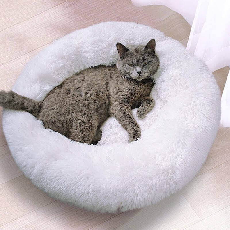 Gray cat sitting in white donut plush cat/dog bed.