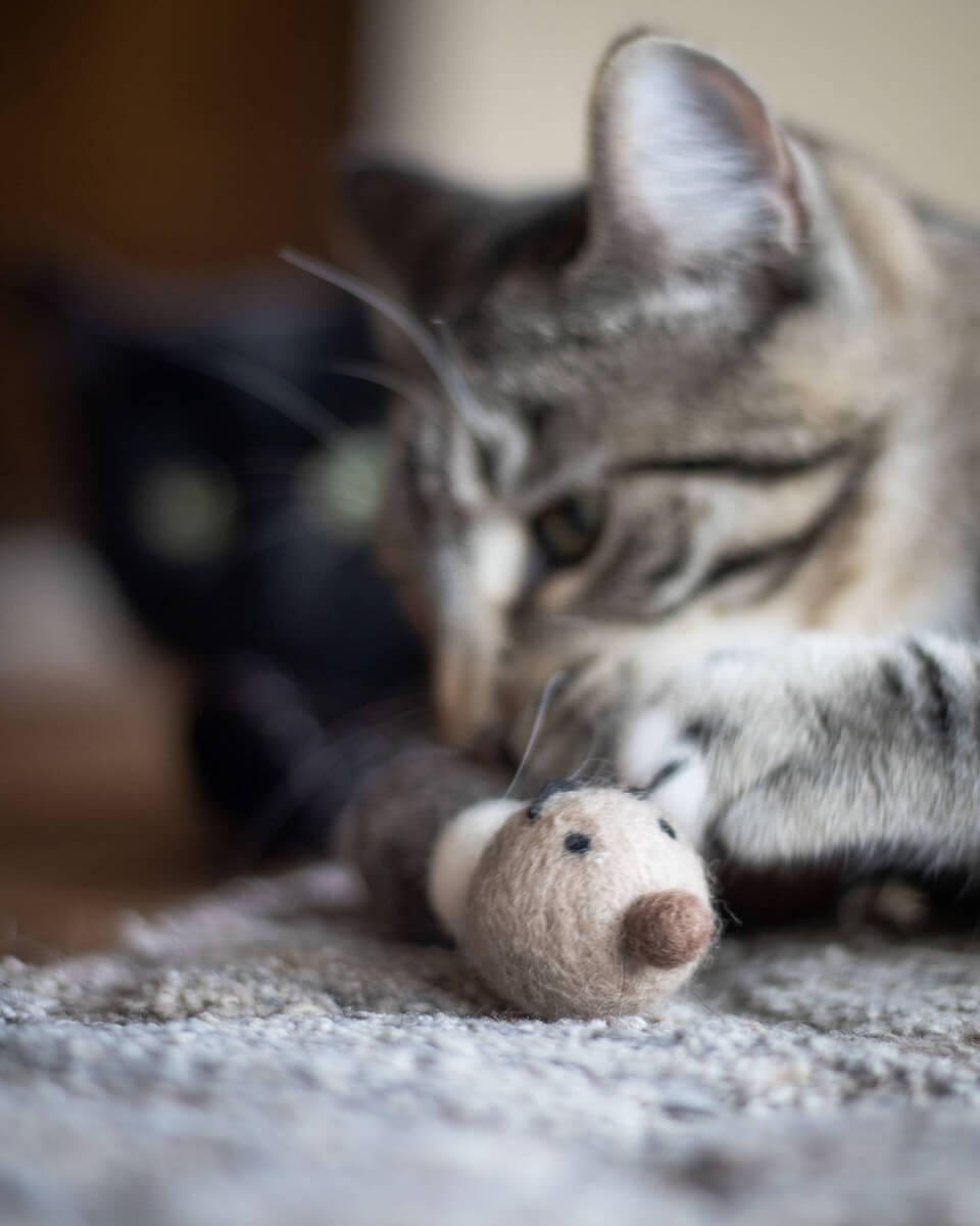 Cat playing with wool caterpillar toy.