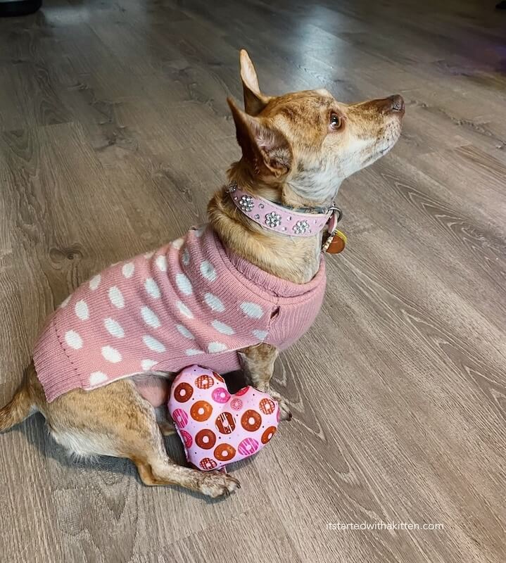 Dog posing with pink heart donut squeaker toy.