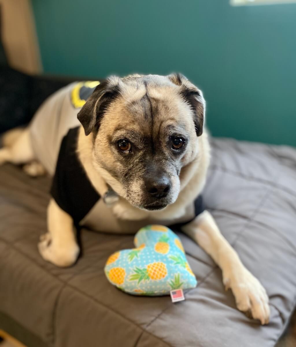 Dog posing with heart pineapple squeaker toy.