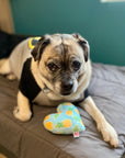 Dog posing with heart pineapple squeaker toy.