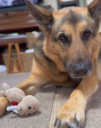 German Shepherd dog playing with knitted walrus squeaker toy.