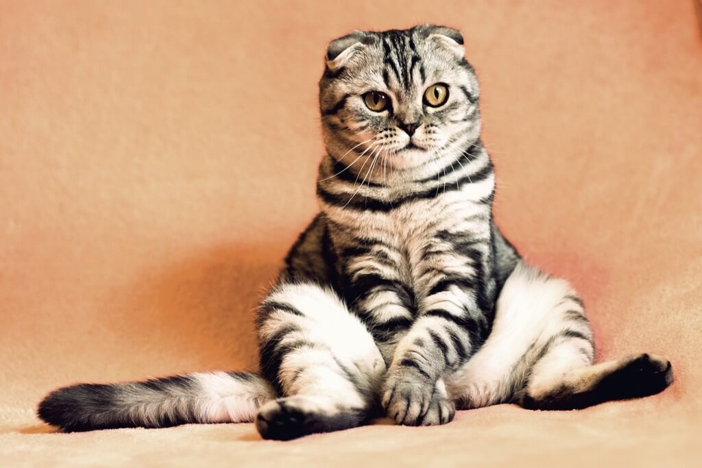 Gray tabby cat sitting upright.