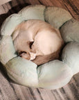 Cat napping on green flower blossom petal bed.