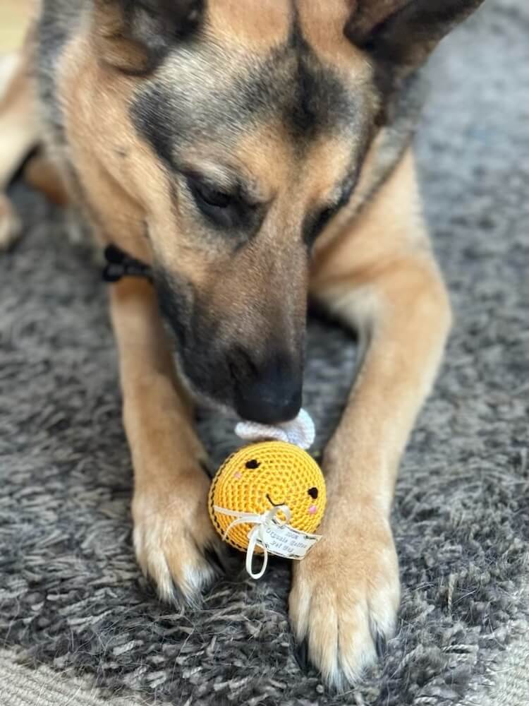 German Shepherd dog playing with knitted bee squeaker toy.
