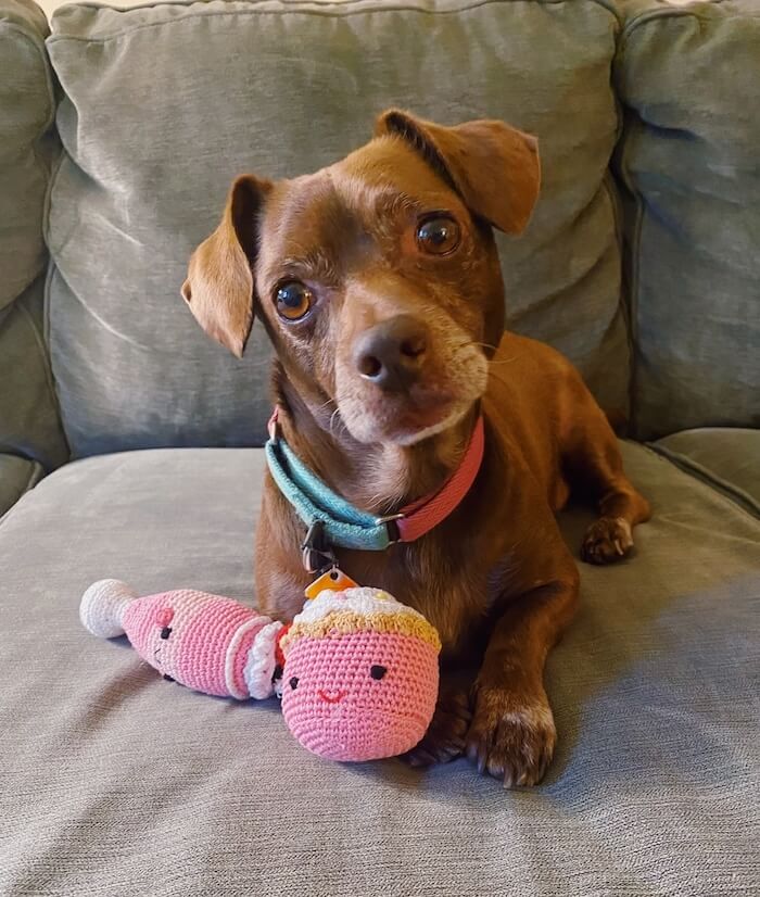 Dog posing with pink cupcake and strawberry milkshake knitted toys.