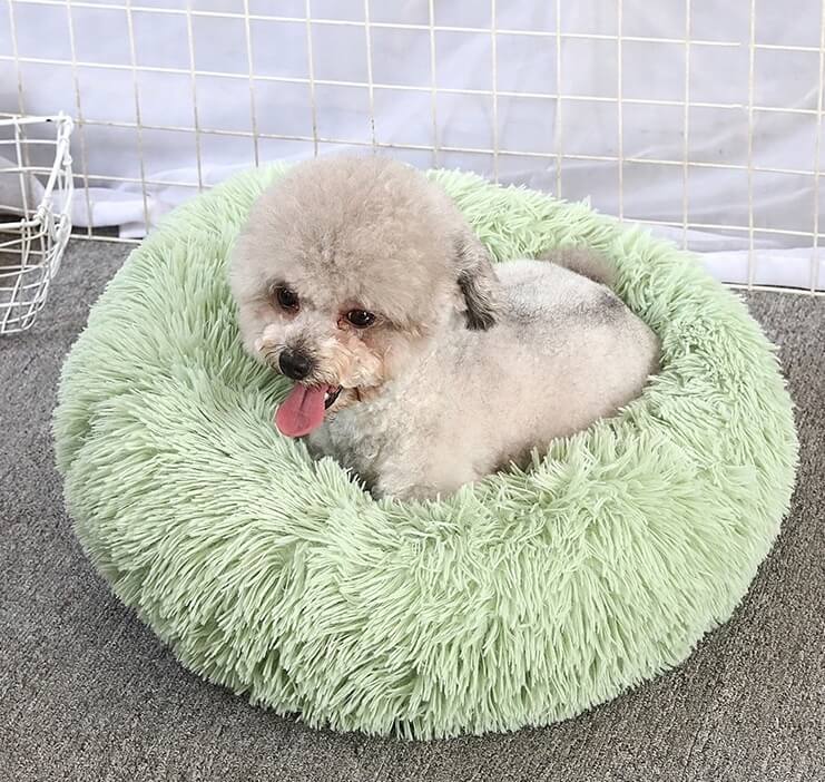 Poodle sitting in green donut plush cat/dog bed.
