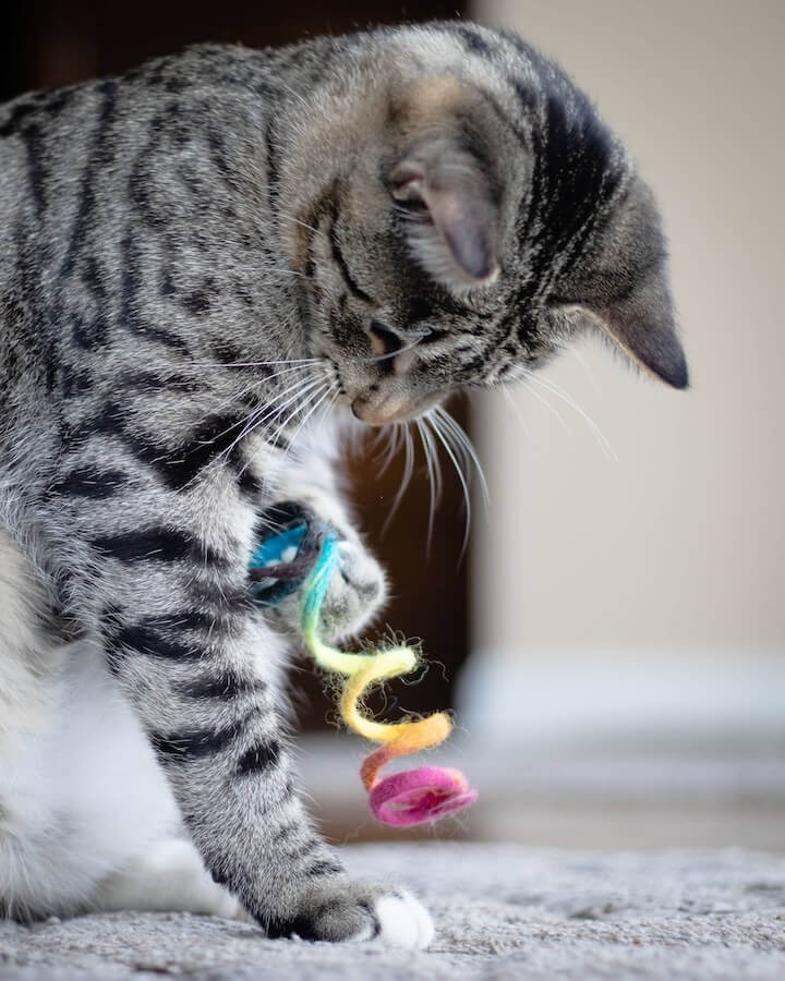 Gray cat playing with a rainbow wool spring toy.
