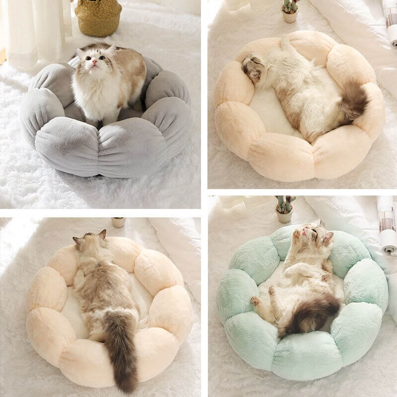 Variety of different cats using flower blossom petal beds in different ways.