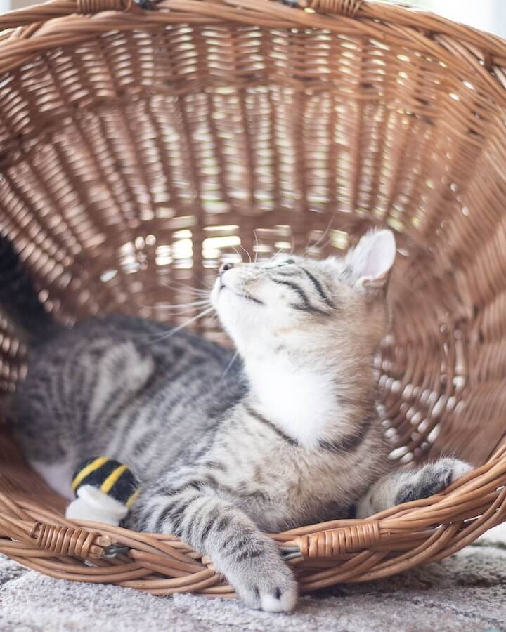 Cat sitting in a basket with a wool bee toy.